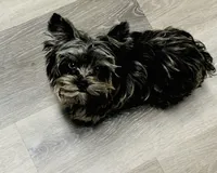 Sylas Tiny Teacup KB Merle, a male Yorkshire Terrier for sale in Shreveport, LA – Photo 2 of 10