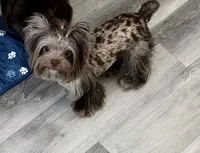 Merle Girl, a female Yorkshire Terrier for sale in Shreveport, LA – 9 of 10