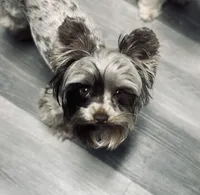 Balerion - KB Black Merle Boy , a male Yorkshire Terrier for sale in Shreveport, LA – 8 of 9