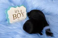 KB Black Boy, a male Yorkshire Terrier for sale in Shreveport, LA – 3 of 4