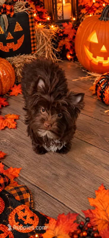 NOVA: KB Chocolate Girl  – Yorkshire Terrier puppy for sale in Shreveport, LA