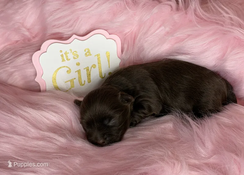 Chocolate Girl - possibly brindle – Yorkshire Terrier puppy for sale in Shreveport, LA