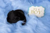KB Black Boy, a male Yorkshire Terrier for sale in Shreveport, LA – 2 of 4