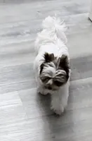 SALE: Billi: White Brindle Boy (kbr/kbr), a male Yorkshire Terrier for sale in Shreveport, LA – 3 of 10