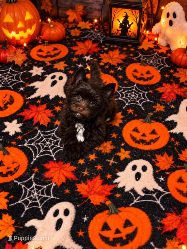 Arrax: KB Dark Chocolate Boy – Yorkshire Terrier puppy for sale in Shreveport, LA