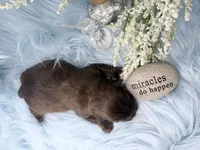 Full suited Chocolate Sable Brindle Boy, a male Yorkshire Terrier for sale in Shreveport, LA – 3 of 7