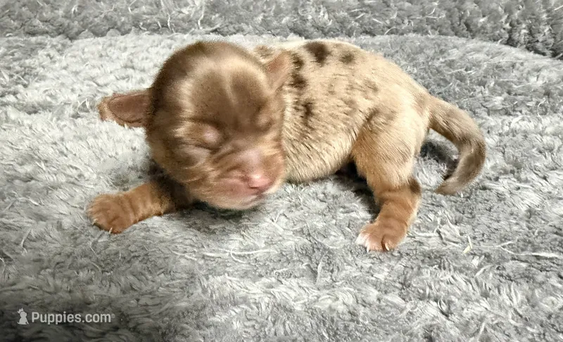 Chocolate Merle Boy – Yorkshire Terrier puppy for sale in Shreveport, LA