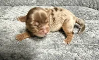 Chocolate Merle Boy, a male Yorkshire Terrier for sale in Shreveport, LA – 1 of 8