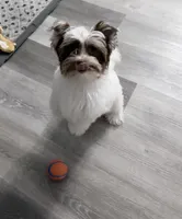 SALE: Billi: White Brindle Boy (kbr/kbr), a male Yorkshire Terrier for sale in Shreveport, LA – 4 of 10