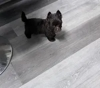 Arrax: Small KB Dark Chocolate Boy, a male Yorkshire Terrier for sale in Shreveport, LA – 2 of 10