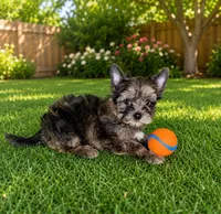 RARE Brindle merle Yorkie Boy, a male Yorkshire Terrier for sale in Shreveport, LA – 1 of 3