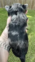 Merle Girl, a female Yorkshire Terrier for sale in Shreveport, LA – 7 of 7