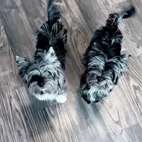 Buoy: Black Merle with blue eyes, a male Yorkshire Terrier for sale in Shreveport, LA – Photo 4 of 9