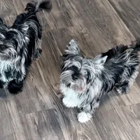 Buoy: Black Merle with blue eyes, a male Yorkshire Terrier for sale in Shreveport, LA – Photo 3 of 9