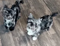 Buoy: Black merle parti w/blue eyes, a male Yorkshire Terrier for sale in Shreveport, LA – Photo 2 of 10