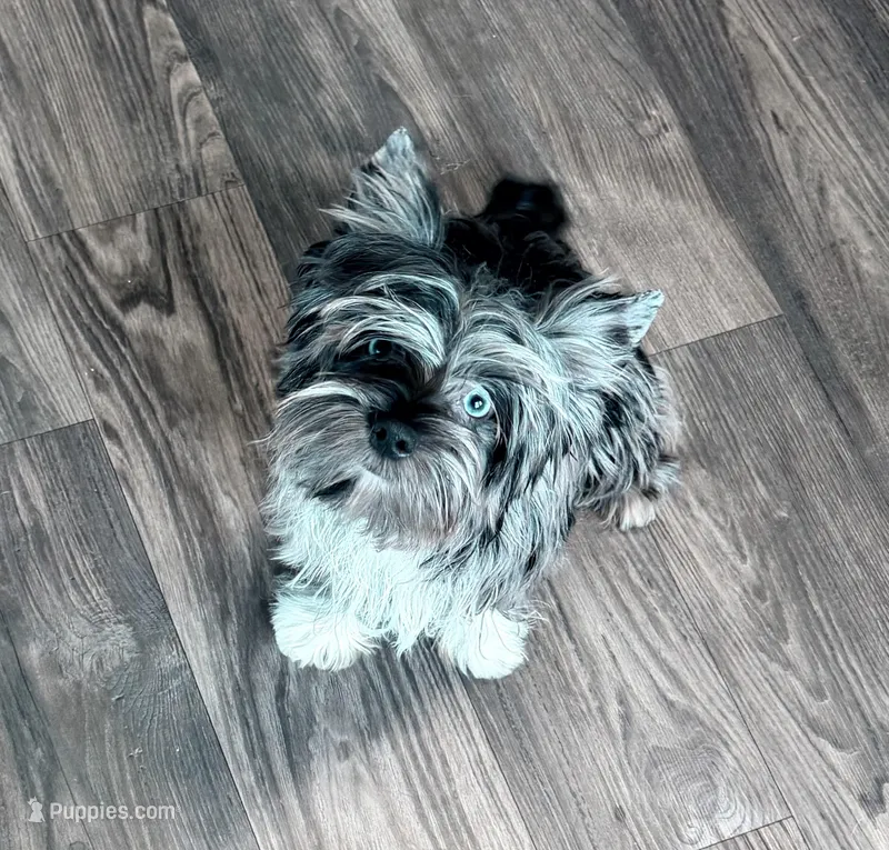 Buoy: Black merle parti w/blue eyes