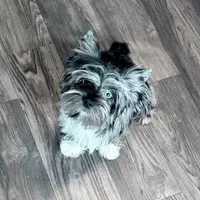 Buoy: Black Merle with blue eyes, a male Yorkshire Terrier for sale in Shreveport, LA – Photo 2 of 9