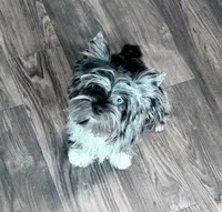 Buoy: Black merle parti w/blue eyes, a male Yorkshire Terrier for sale in Shreveport, LA – Photo 1 of 10