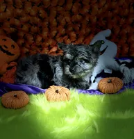 Buoy: Black merle parti w/blue eyes, a male Yorkshire Terrier for sale in Shreveport, LA – Photo 5 of 10