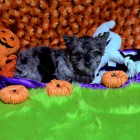 Buoy: Black Merle with blue eyes, a male Yorkshire Terrier for sale in Shreveport, LA – Photo 7 of 9