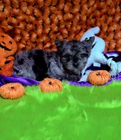 Buoy: Black merle parti w/blue eyes, a male Yorkshire Terrier for sale in Shreveport, LA – Photo 7 of 10