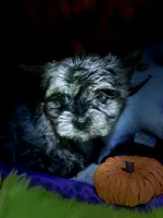 Buoy: Black merle parti w/blue eyes, a male Yorkshire Terrier for sale in Shreveport, LA – Photo 4 of 10