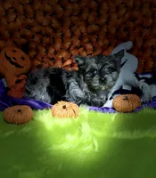 Buoy: Black merle parti w/blue eyes, a male Yorkshire Terrier for sale in Shreveport, LA – Photo 8 of 10