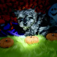 Buoy: Black Merle with blue eyes, a male Yorkshire Terrier for sale in Shreveport, LA – Photo 6 of 9