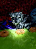 Buoy: Black merle parti w/blue eyes, a male Yorkshire Terrier for sale in Shreveport, LA – Photo 6 of 10