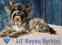 Traditional Girl  Import Parents Chocolate & Parti Carrier, a female Yorkshire Terrier for sale in Shreveport, LA – 6 of 7