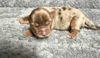 Chocolate Merle Boy, a male Yorkshire Terrier for sale in Shreveport, LA – 2 of 8