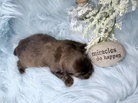 Full suited Chocolate Sable Brindle Boy, a male Yorkshire Terrier for sale in Shreveport, LA – 5 of 7