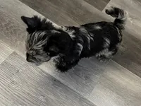 Balerion - KB Black Merle Boy , a male Yorkshire Terrier for sale in Shreveport, LA – 3 of 9