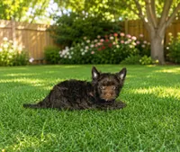 Chocolate Brindle Yorkie Boy, a male Yorkshire Terrier for sale in Shreveport, LA – 3 of 3