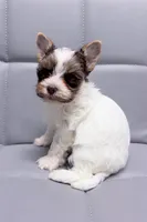 White Brindle Boy (kbr/kbr), a male Yorkshire Terrier for sale in Shreveport, LA – Photo 2 of 7