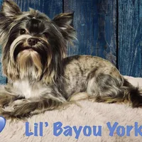 Tiny White Brindle Boy (kbr/kbr), a male Yorkshire Terrier for sale in Shreveport, LA – Photo 7 of 9