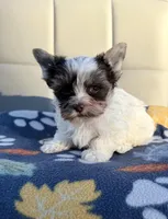 White Brindle Boy (kbr/kbr), a male Yorkshire Terrier for sale in Shreveport, LA – 2 of 8