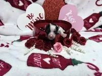 Tiny White Brindle Boy , a male Yorkshire Terrier for sale in Shreveport, LA – Photo 3 of 8