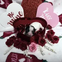 Tiny White Brindle Boy (kbr/kbr), a male Yorkshire Terrier for sale in Shreveport, LA – Photo 3 of 9