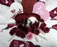 Tiny White Brindle Boy , a male Yorkshire Terrier for sale in Shreveport, LA – Photo 2 of 8