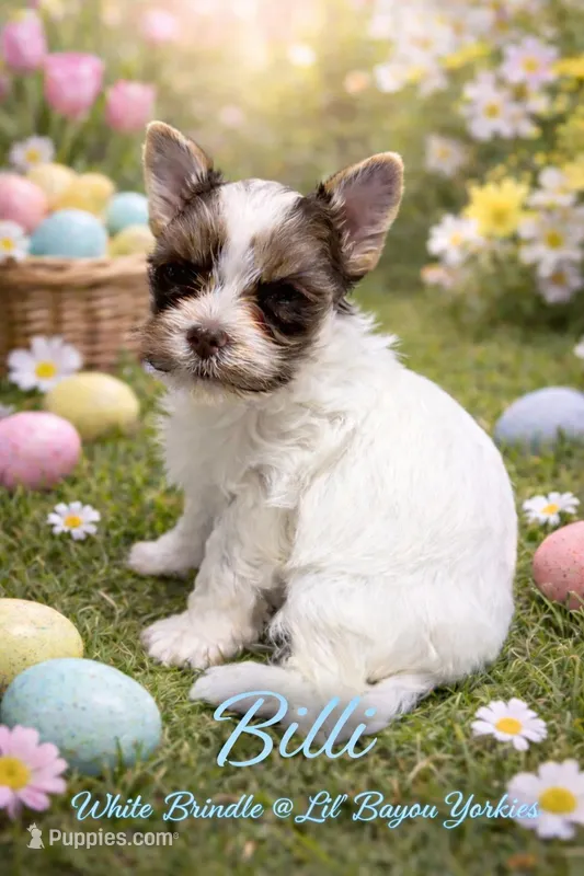 White Brindle Boy (kbr/kbr) – Yorkshire Terrier puppy for sale in Shreveport, LA