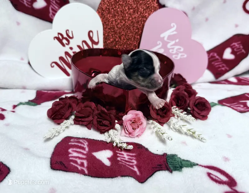 Tiny White Brindle Boy 