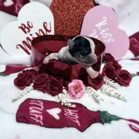 Tiny White Brindle Boy (kbr/kbr), a male Yorkshire Terrier for sale in Shreveport, LA – Photo 2 of 9