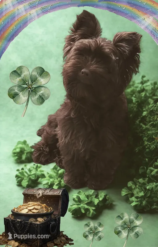 Phoenyx: Chocolate Brindle