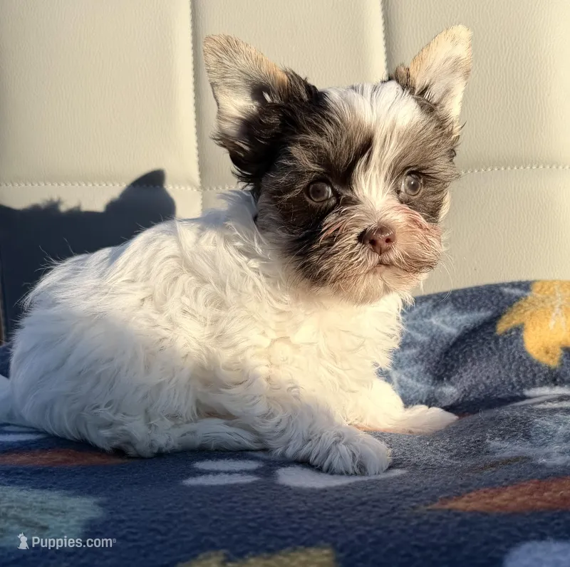 White Brindle Boy (kbr/kbr) – Yorkshire Terrier puppy for sale in Shreveport, LA