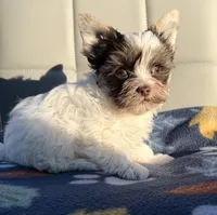 White Brindle Boy (kbr/kbr), a male Yorkshire Terrier for sale in Shreveport, LA – 1 of 8