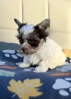 White Brindle Boy (kbr/kbr), a male Yorkshire Terrier for sale in Shreveport, LA – 8 of 8