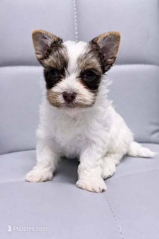 Tiny White Brindle Boy (kbr/kbr) – Yorkshire Terrier puppy for sale in Shreveport, LA