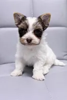 White Brindle Boy (kbr/kbr), a male Yorkshire Terrier for sale in Shreveport, LA – Photo 1 of 7