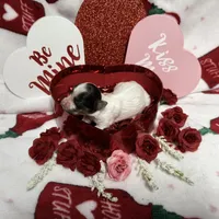 Tiny White Brindle Boy (kbr/kbr), a male Yorkshire Terrier for sale in Shreveport, LA – Photo 6 of 9